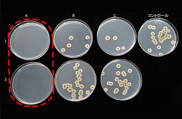 Aが開発した防カビコート剤　お風呂によく生える黒カビの一種「クラドスポリウム」