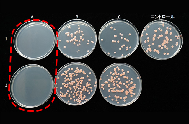 お風呂によくあらわれる、ピンク色の酵母菌の一種「ロドトルラ」