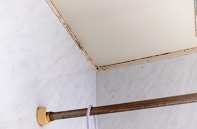 黒カビの一種「クラドスポリウム」