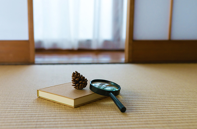 畳に生えるカビの種類と特徴